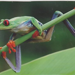 Leaf frogs